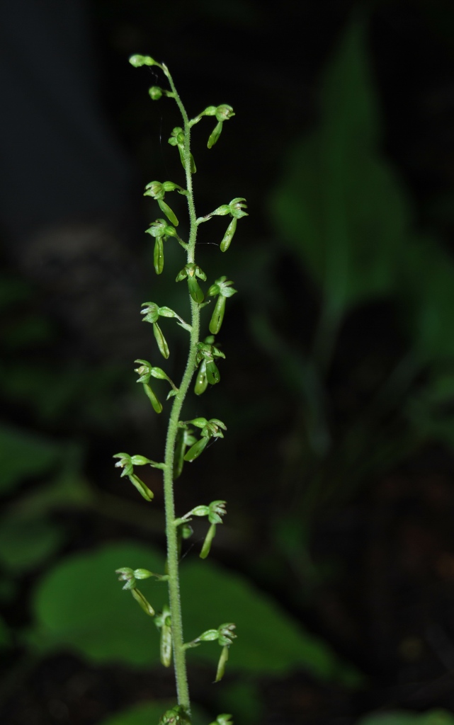 Listera ovata